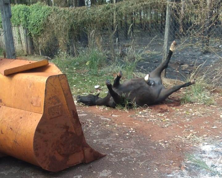 Homem suspeito de maus tratos a cavalo morto é preso no interior